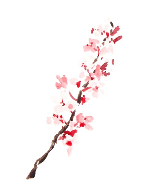 Watercolor painting of cherry blossoms.