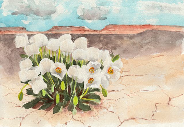 Bearclaw Poppy by Melissa Esplin